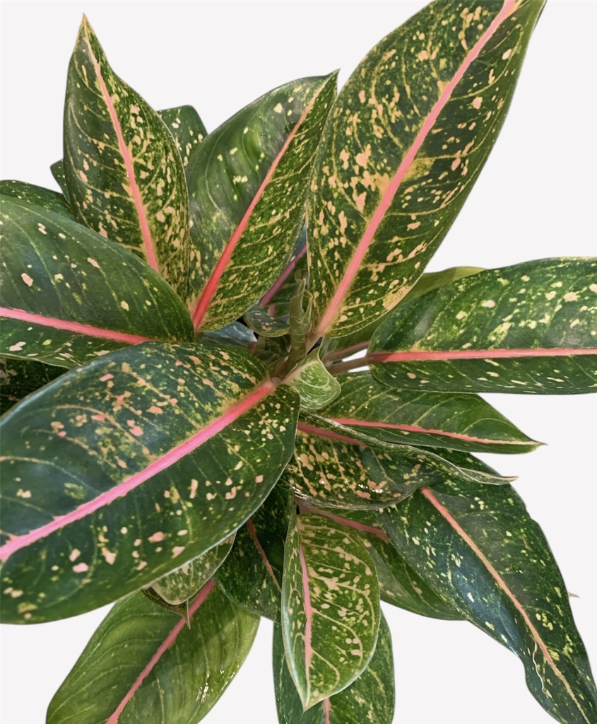 AGLAONEMA CROTON