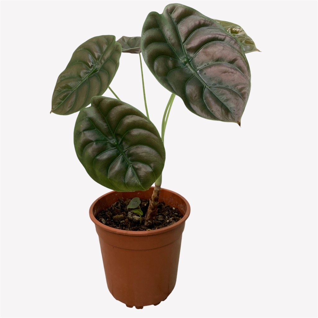 CALATHEA CUPREA TORTUGA