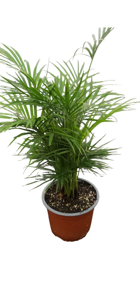 PALMERA MAJESTIC