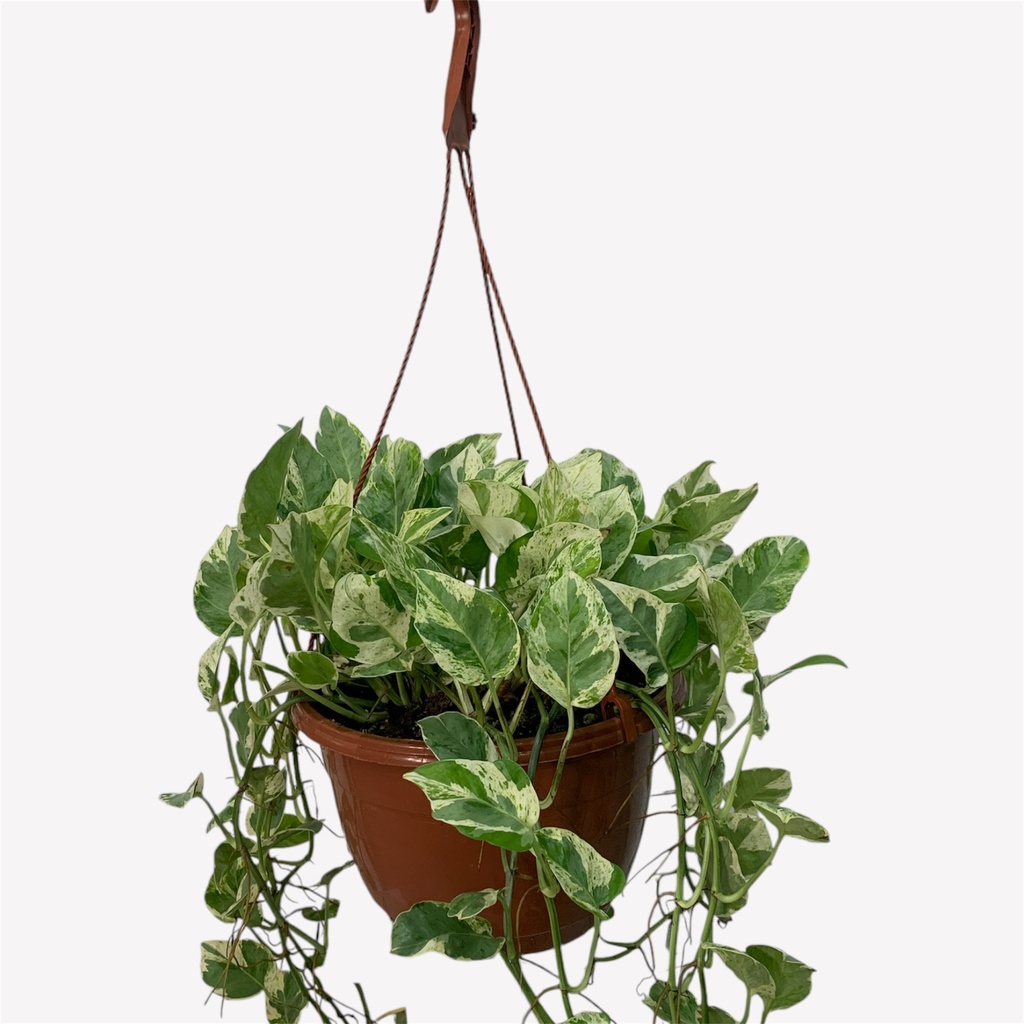 CANASTA POTHOS GLACIER