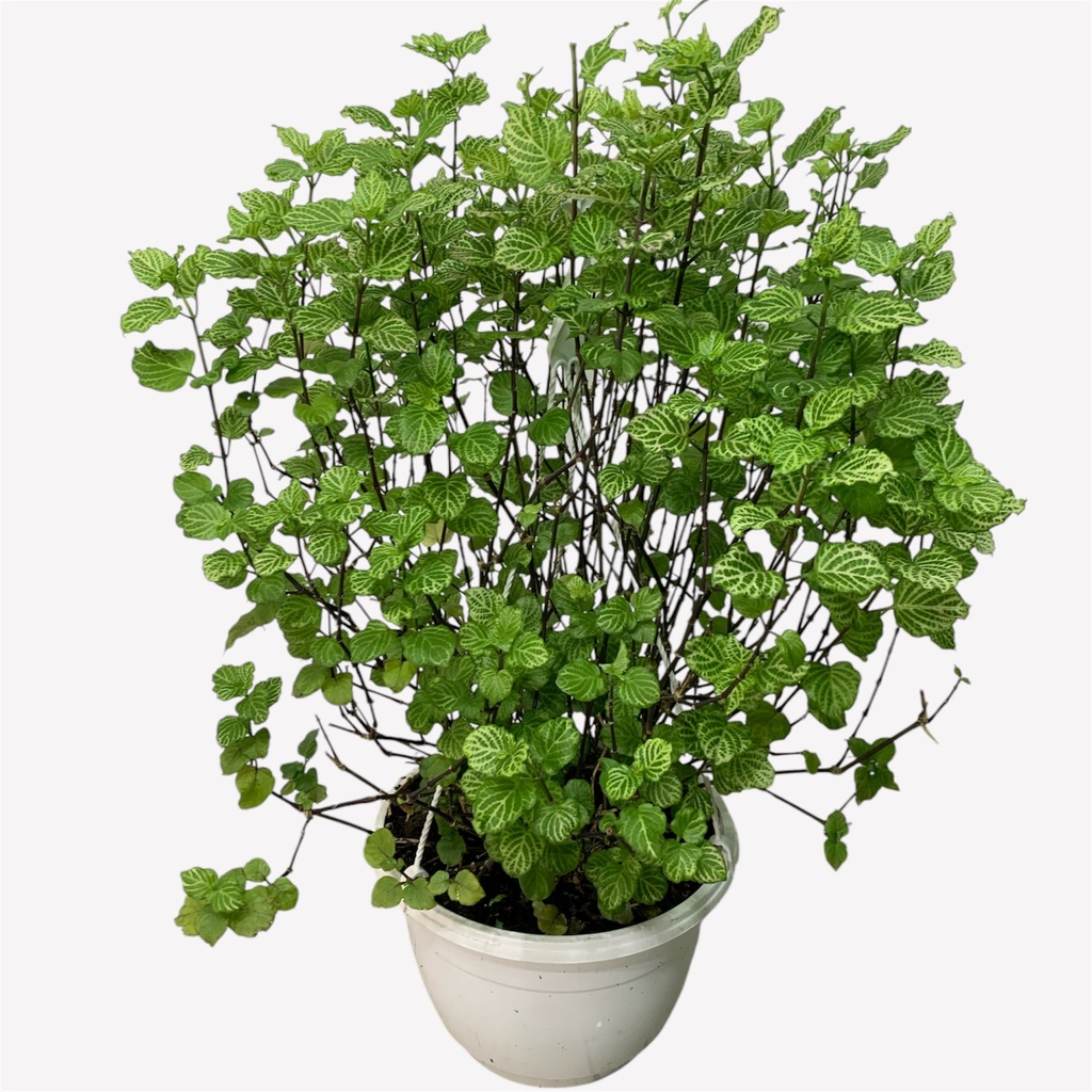 CANASTA VIOLETA CHINA