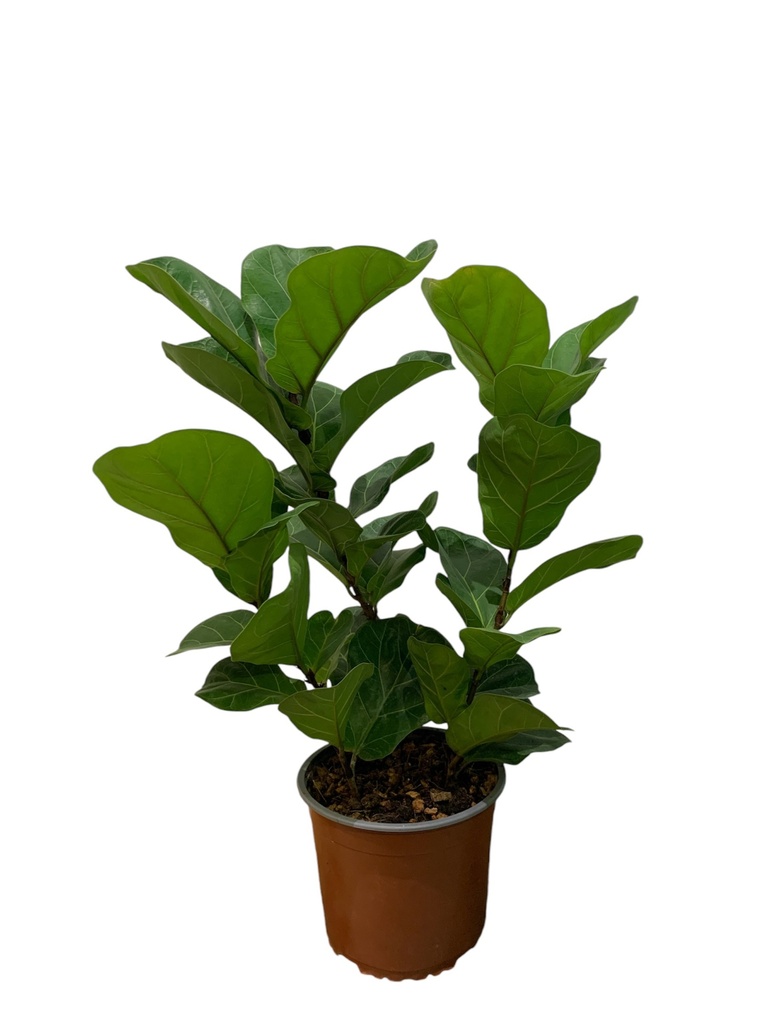FICUS LYRATA BAMBINO 60CM