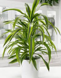 DRACAENA WARNECKII LEMON 17
