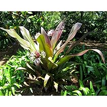 CRINUM MORADO GRANDE