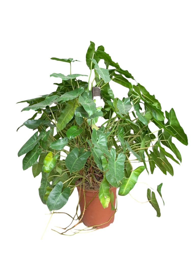 PHILODENDRON PALO