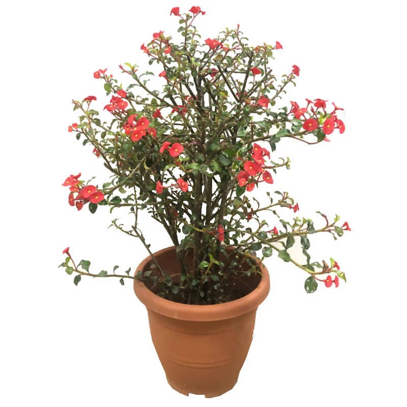 EUPHORBIA GIROLDII