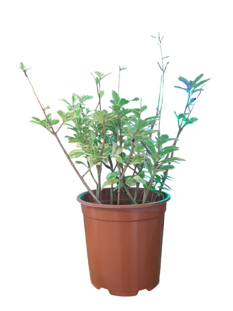 PANICULATUM