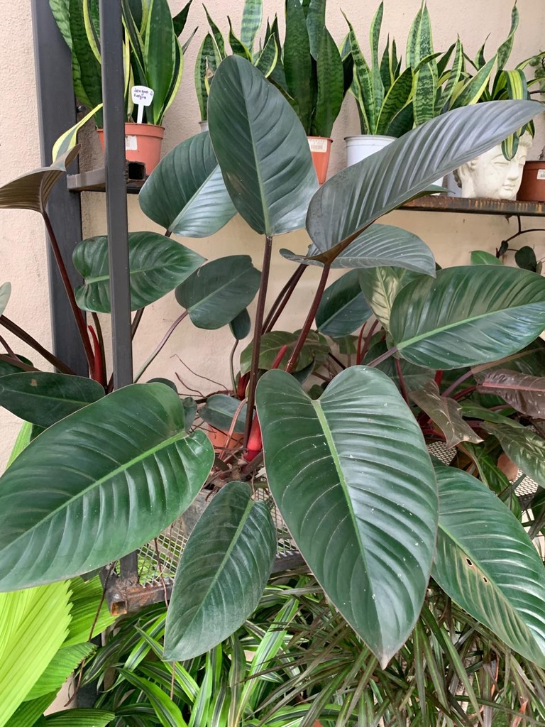 FILODENDRON CONGO