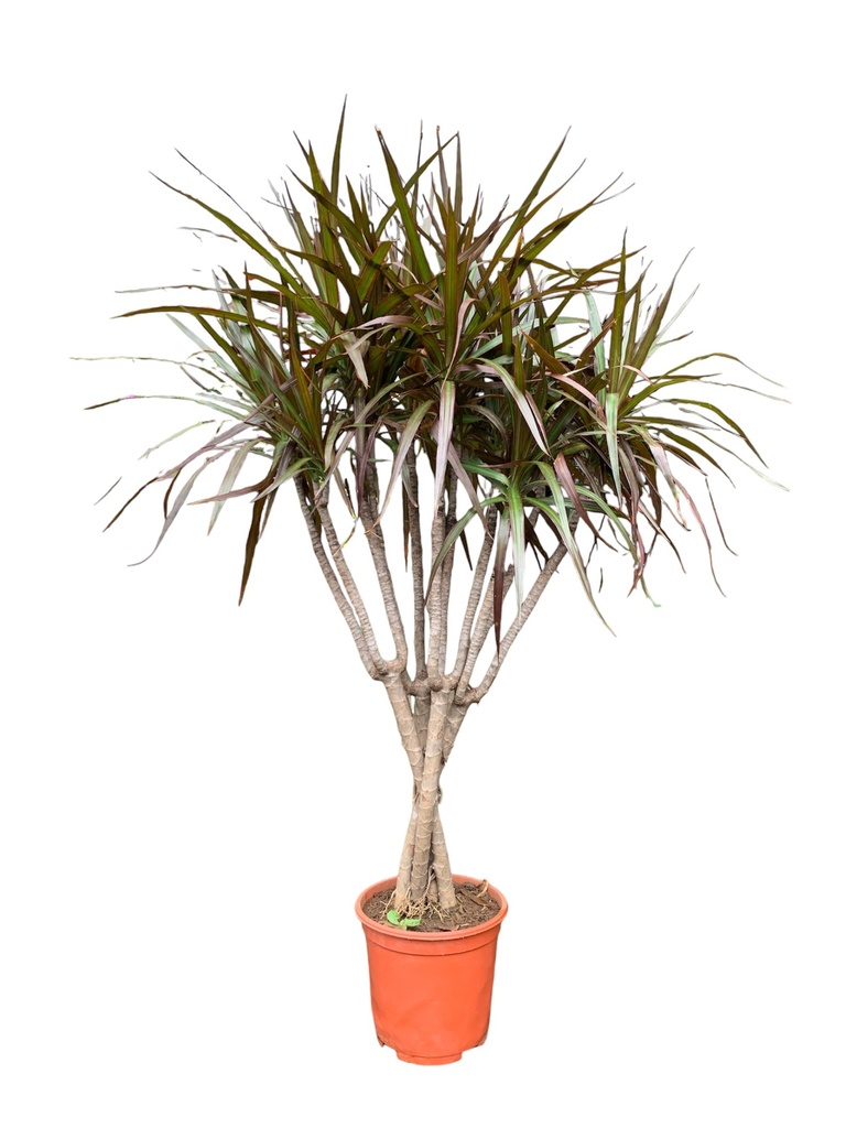MARGINATA