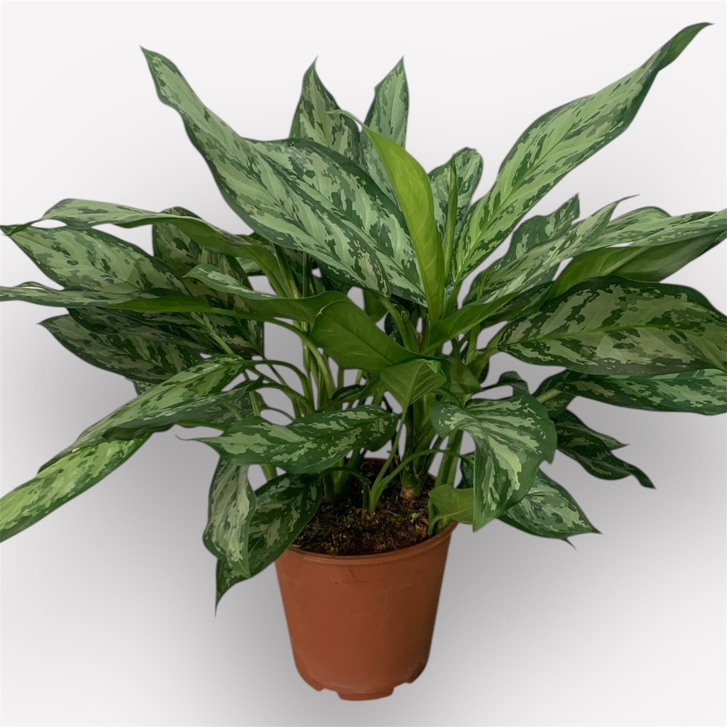 AGLAONEMA MACETA 24
