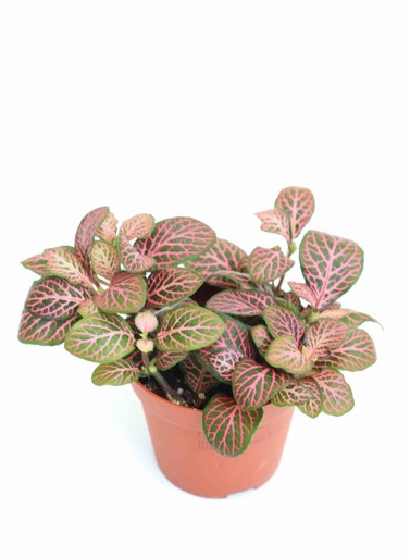 FITTONIA ROSADA
