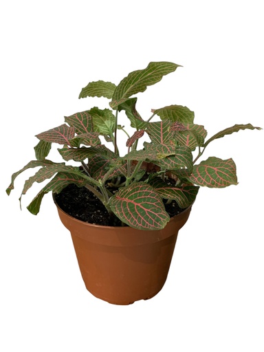 FITTONIA ROJA