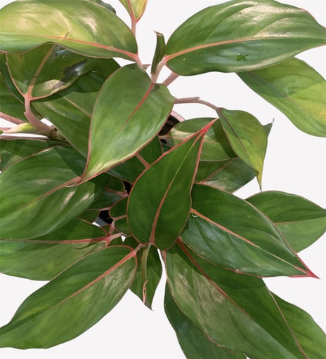 AGLAONEMA MYSTERIO