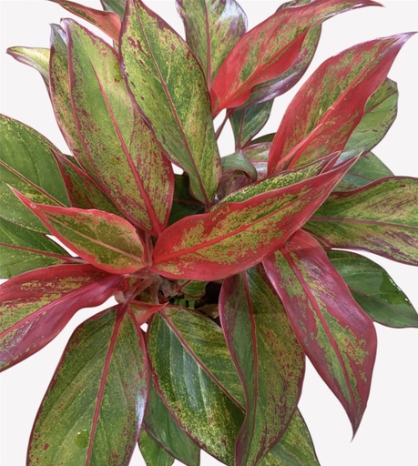 AGLAONEMA AURORA