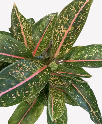 AGLAONEMA CROTON