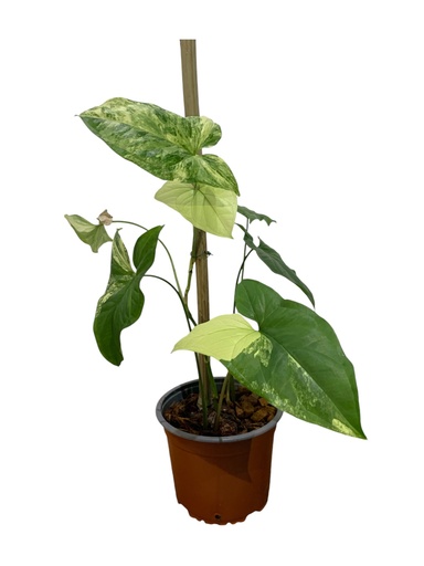 GARROBO VARIEGADO