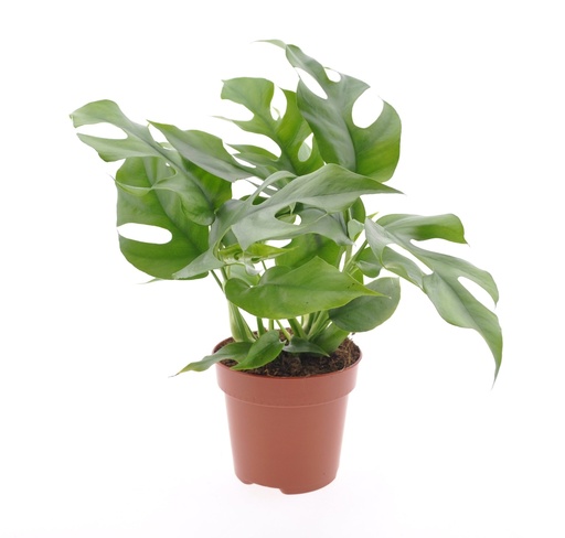 MONSTERA MINIMA