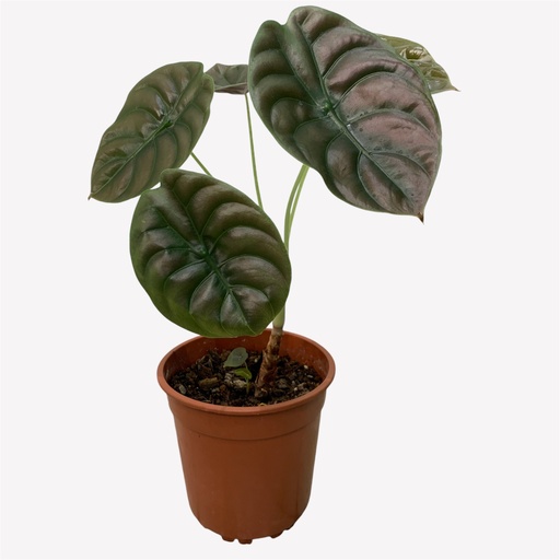 CALATHEA CUPREA TORTUGA