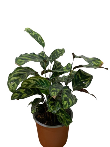 CALATHEA MAKOYANA MINI