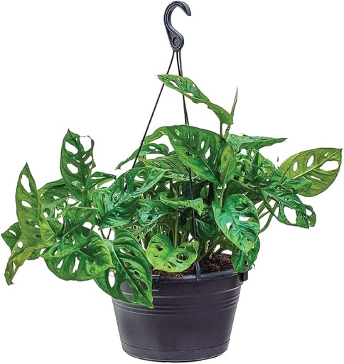 CANASTA MONSTERA ADANSONII