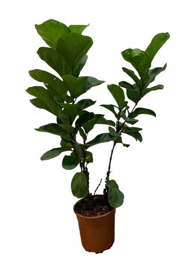 FICUS LYRATA BAMBINO 90CM