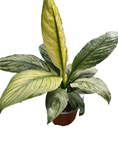 CALA SENSATION VARIEGADA
