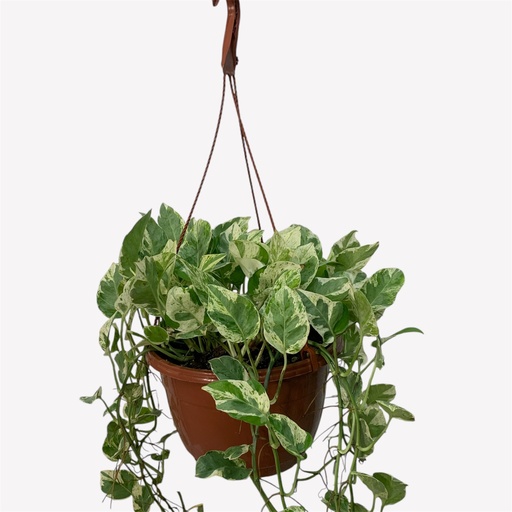 CANASTA POTHOS GLACIER