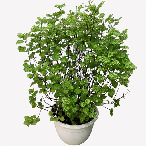 CANASTA VIOLETA CHINA