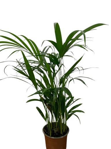 PALMERA ARECA PEQ