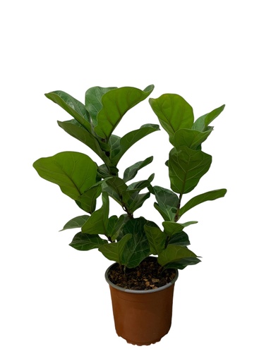 FICUS LYRATA BAMBINO 60CM