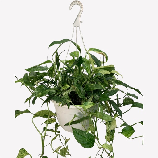 CANASTA POTHOS MINT