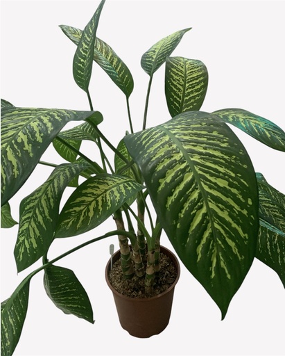 DIEFFENBACHIA