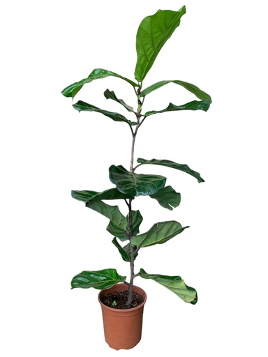 FICUS LYRATA