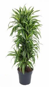 DRACAENA WARNECKII LEMON 21