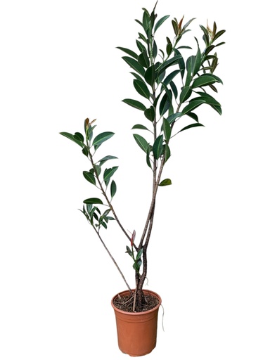 FICUS TRENZA