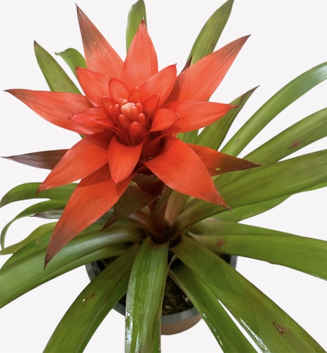 [BRO01403] BROMELIA MACETA 14