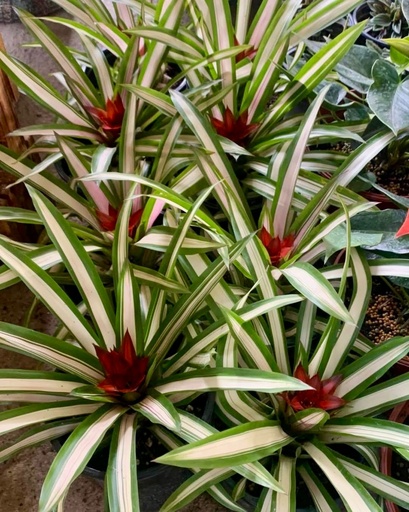 [BRO01403] BROMELIA MACETA 14