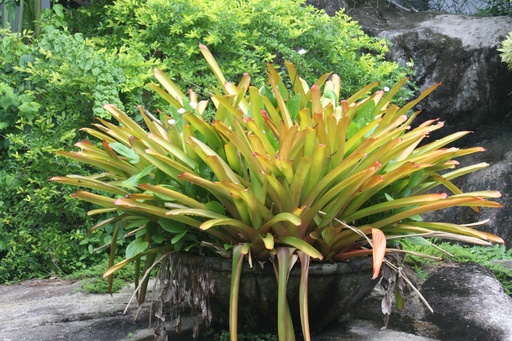 BROMELIA GRD