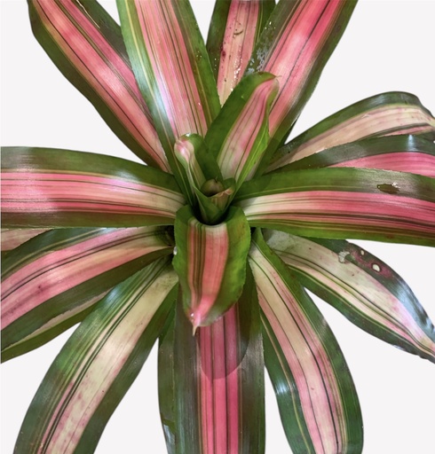 BROMELIA ROSA PEQ