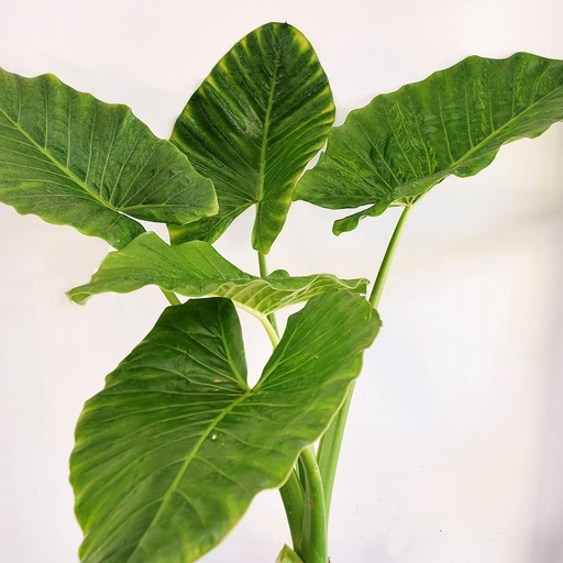 ALOCASIA VERDE