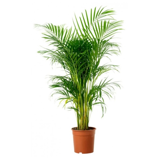 ARECA 1,5MTS