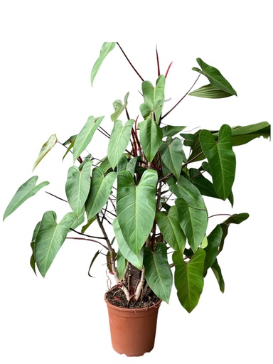 PHILODENDRON PALO ROJO