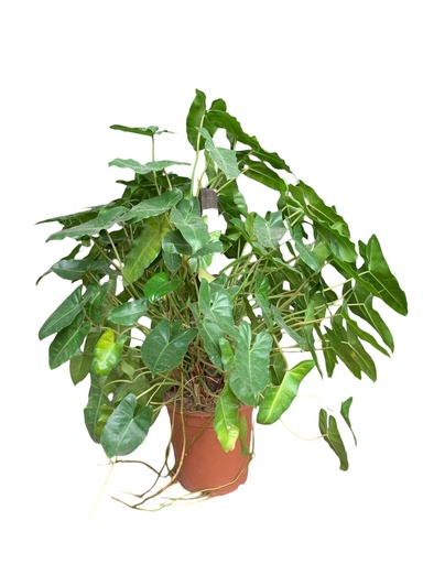 PHILODENDRON PALO