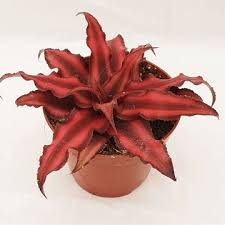 CRYPTANTHUS