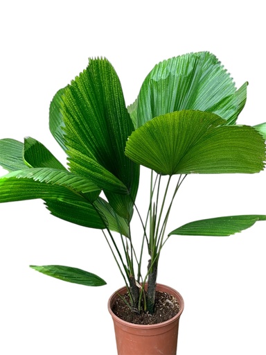 LICUALA