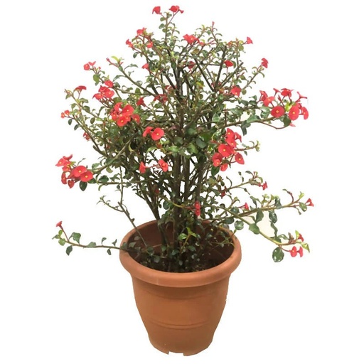 EUPHORBIA GIROLDII