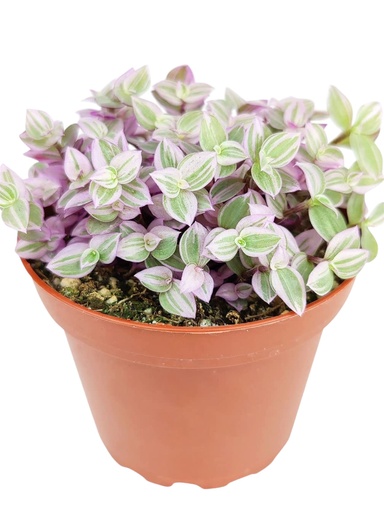 CALLISIA REPENS