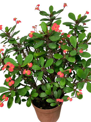 EUPHORBIA MILI ROJO