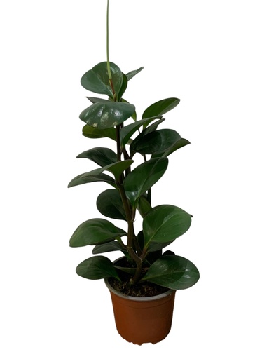 PEPEROMIA