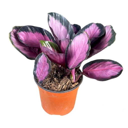 CALATEA ROSY